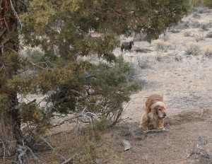 Dogs on the trail in summer
