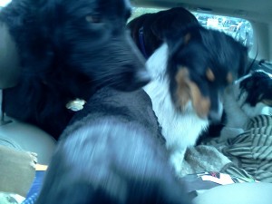 doggy dancing in car_resized