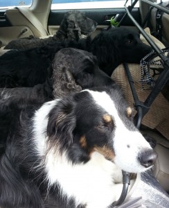 pups in car resized