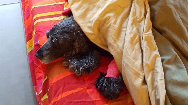 Dashiell post surgery 2015-10_resized cropped
