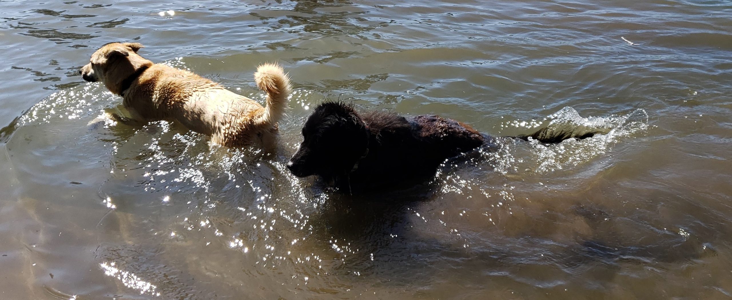 Writing Lessons from My Dogs: Pacing in Writing
