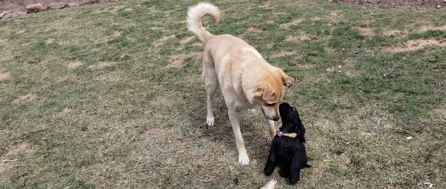 Writing Lessons From my Dogs: Keep at It