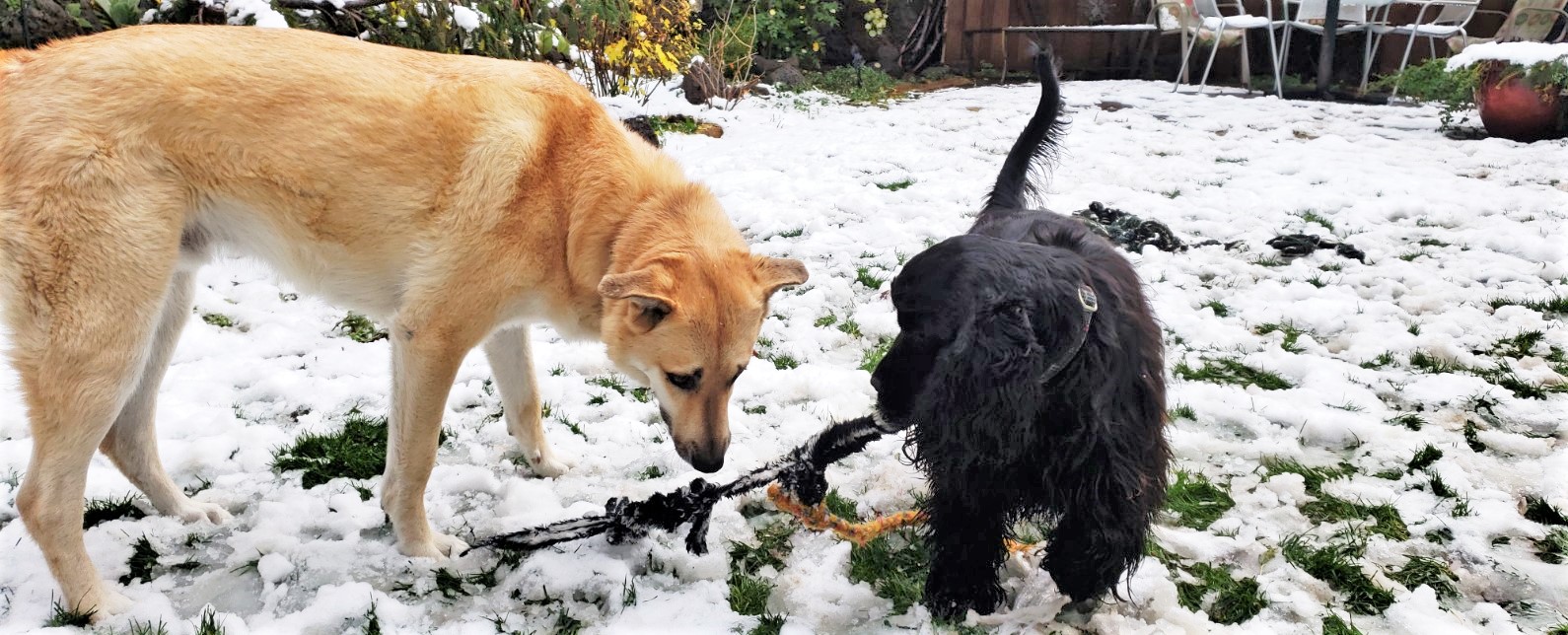 Writing Lessons From My Dogs: Rolling with Writing Highs and Lows