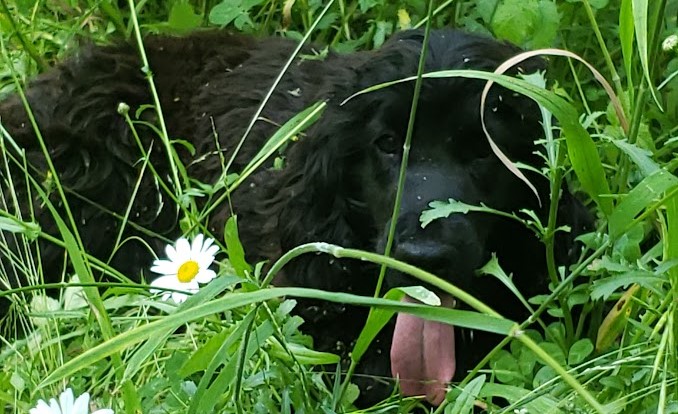 Writing Lessons From My Dogs: Life Happens