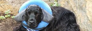 :Puppy in donut - sometimes you have to do what it takes.