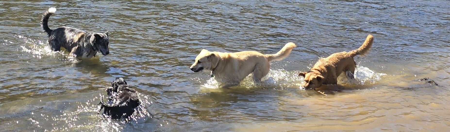 Writing Lessons From my Dogs: Doing What It Takes
