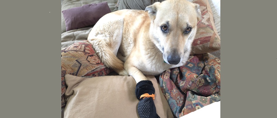 Writing Lessons From My Dogs: Slow Your Roll