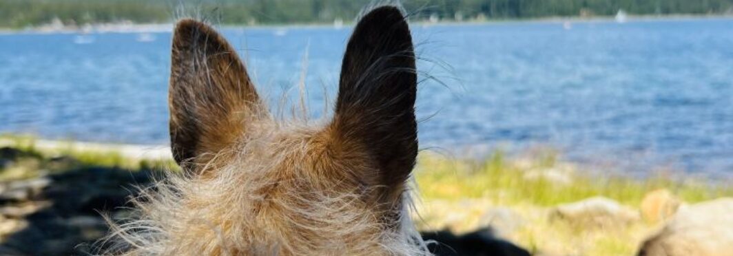 Writing Lessons From My Dogs: Face Your Fears