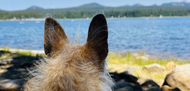 Writing Lessons From My Dogs: Face Your Fears