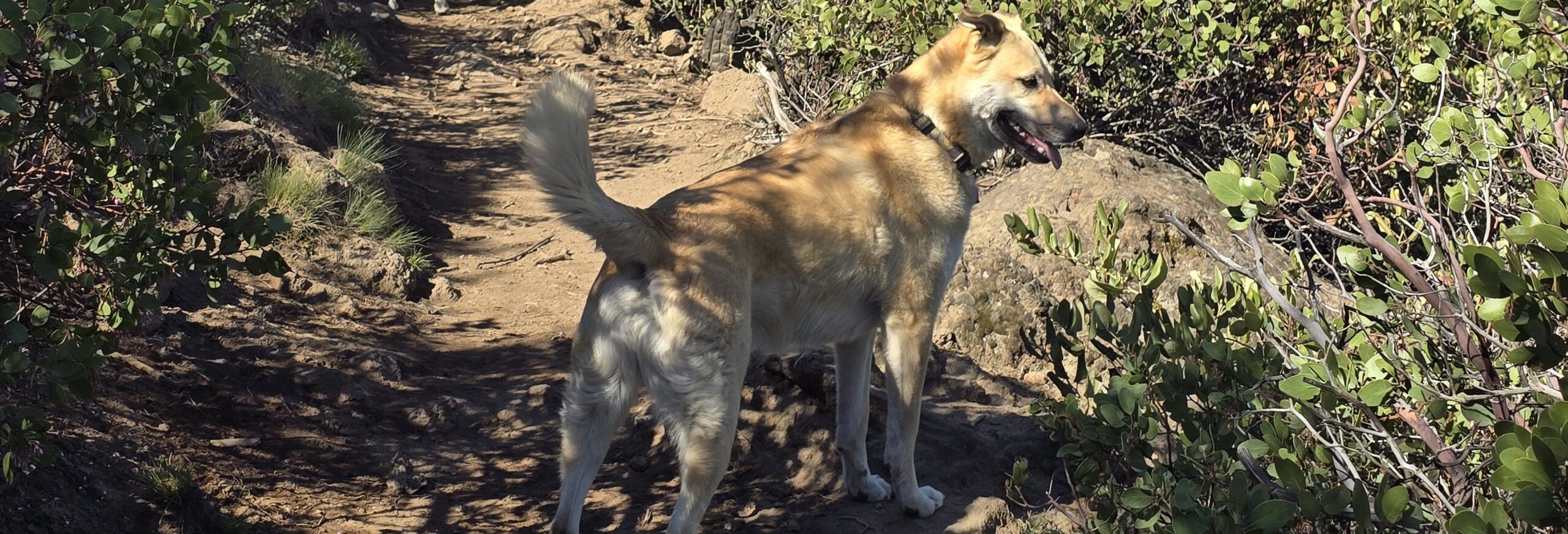 Writing Lessons From My Dogs: Training