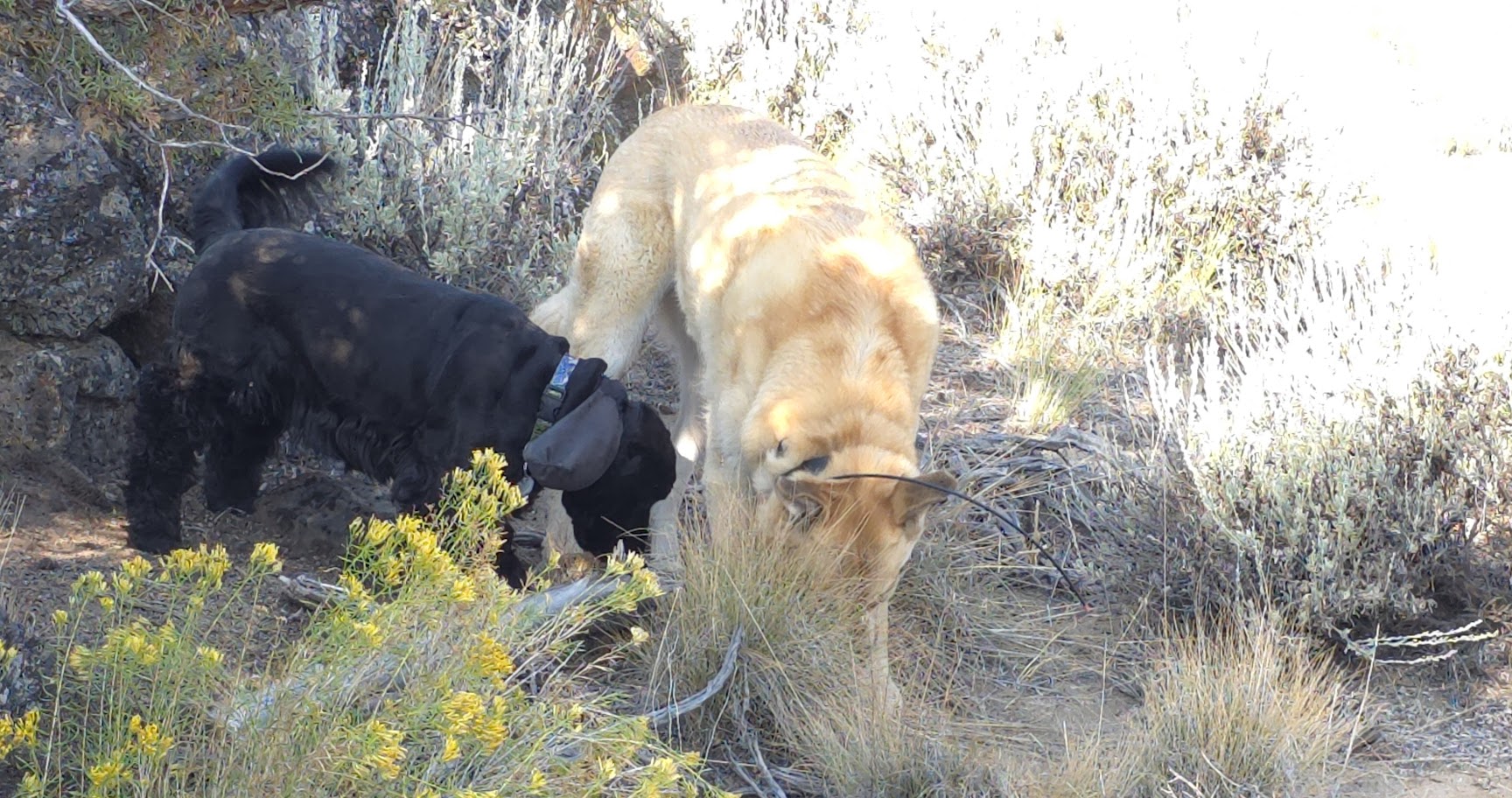 Writing Lessons From My Dogs: Being Prepared