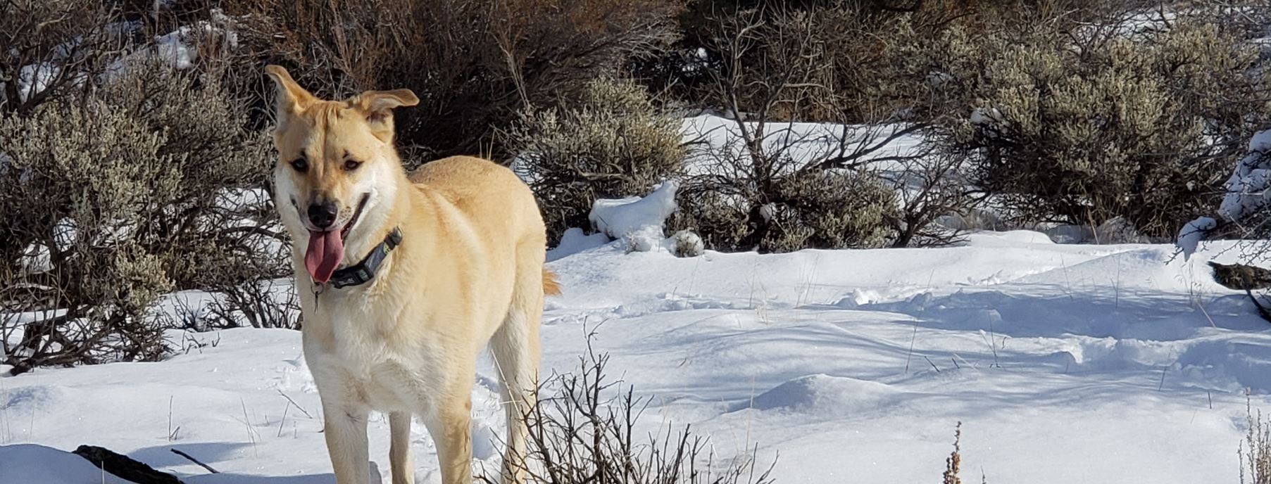 Writing Lessons From My Dogs: Expressions